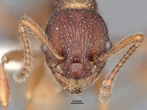 Myrmica detritinodis specimen CASENT4031304 image casent4031304_3
