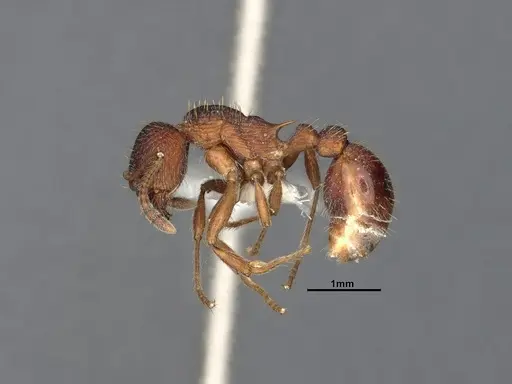 Myrmica detritinodis specimen CASENT4031304 image casent4031304_4