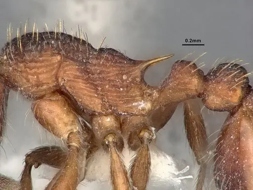 Myrmica detritinodis specimen CASENT4031304 image casent4031304_5
