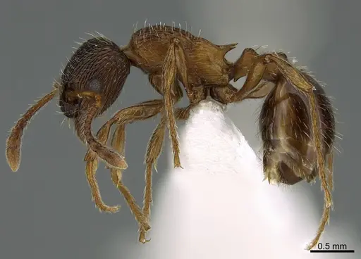 Myrmica discontinua specimen CASENT0000493 image casent0000493_1