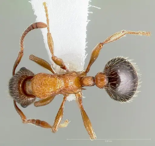 Myrmica discontinua specimen CASENT0005701 image casent0005701_1