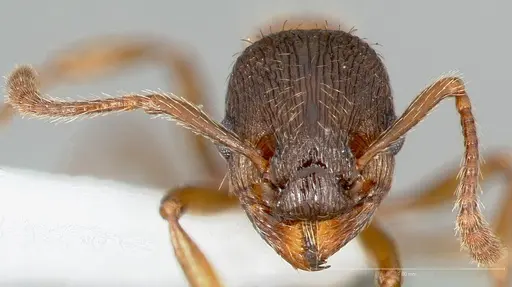 Myrmica discontinua specimen CASENT0005701 image casent0005701_2