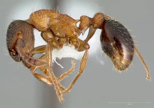 Myrmica discontinua specimen CASENT0005701 image casent0005701_3
