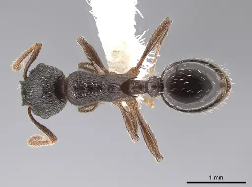 Myrmica discontinua specimen CASENT0647777 image casent0647777_1