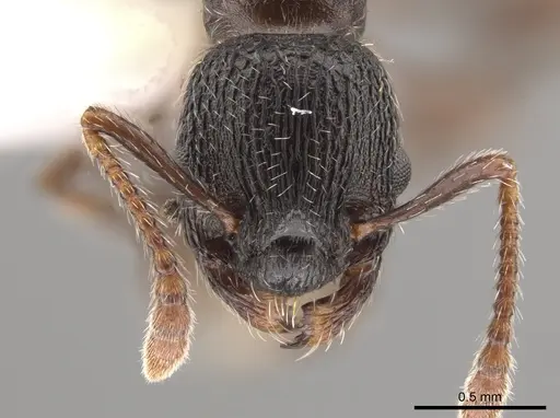 Myrmica discontinua specimen CASENT0647777 image casent0647777_2