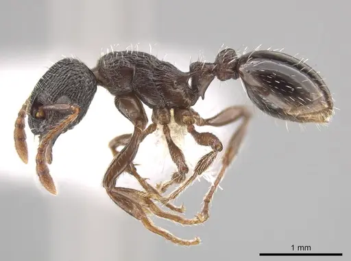 Myrmica discontinua specimen CASENT0647777 image casent0647777_3