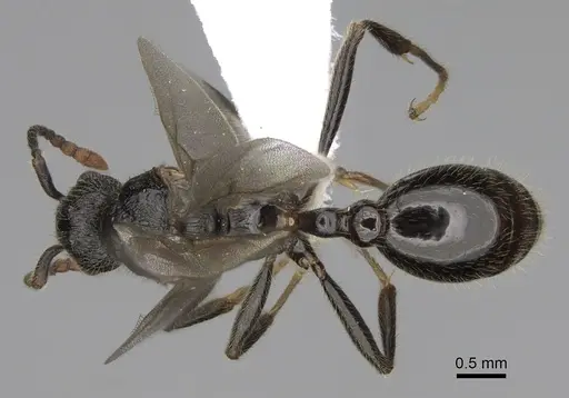 Myrmica discontinua specimen CASENT0842316 image casent0842316_1