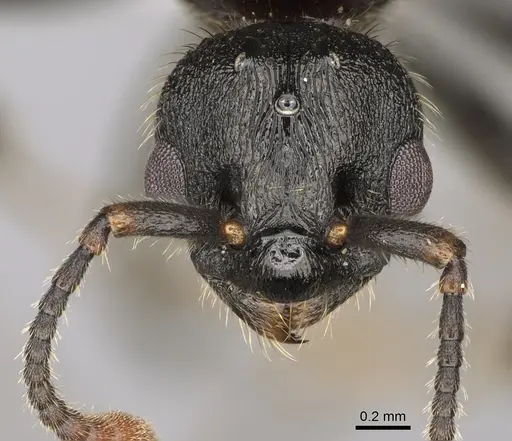 Myrmica discontinua specimen CASENT0842316 image casent0842316_2