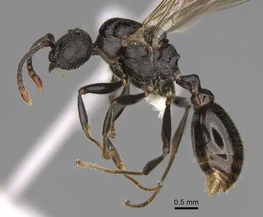 Myrmica discontinua specimen CASENT0842316 image casent0842316_3