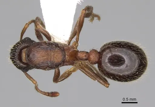Myrmica discontinua specimen CASENT0862443 image casent0862443_1