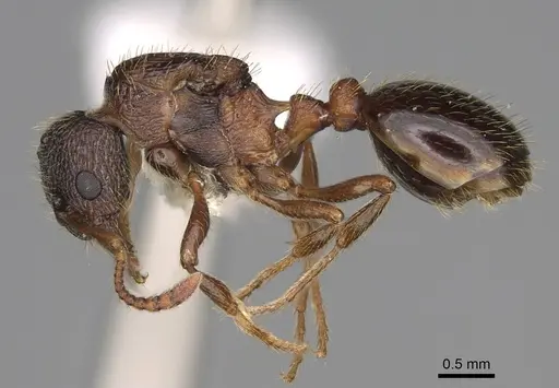Myrmica discontinua specimen CASENT0862443 image casent0862443_3