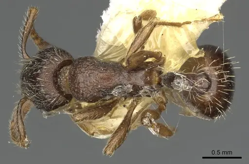 Myrmica discontinua specimen CASENT0900344 image casent0900344_1