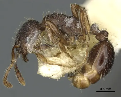 Myrmica discontinua specimen CASENT0900344 image casent0900344_3
