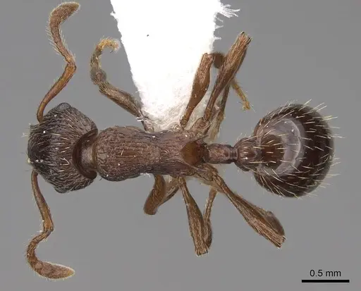 Myrmica discontinua specimen CASENT0922749 image casent0922749_1