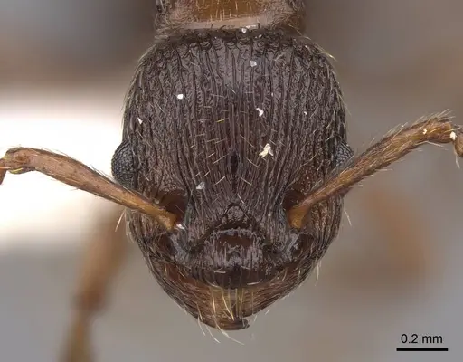 Myrmica discontinua specimen CASENT0922749 image casent0922749_2