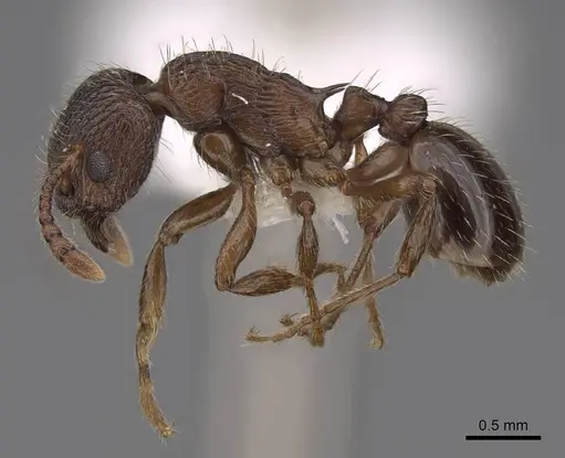 Myrmica discontinua specimen CASENT0922749 image casent0922749_3