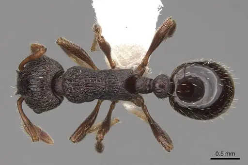Myrmica discontinua specimen CASENT0922750 image casent0922750_1