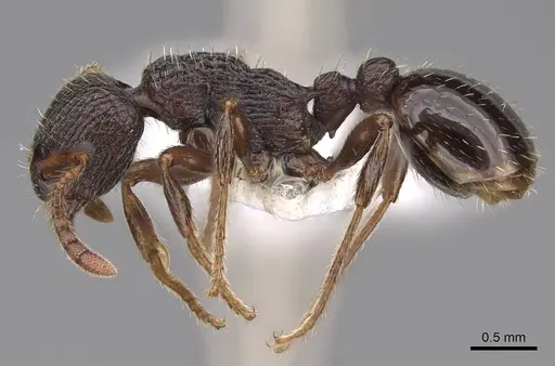 Myrmica discontinua specimen CASENT0922750 image casent0922750_3