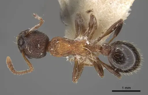 Myrmica displicentia specimen CASENT0917669 image casent0917669_1
