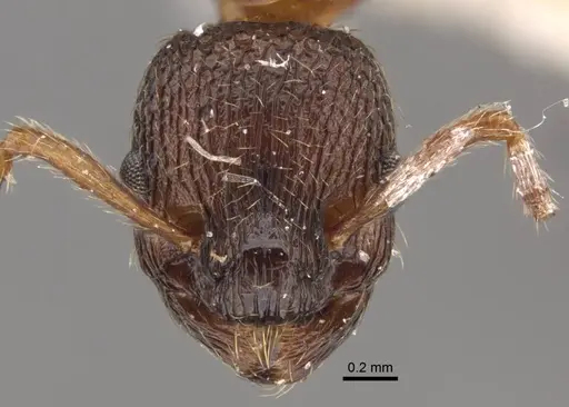 Myrmica displicentia specimen CASENT0917669 image casent0917669_2
