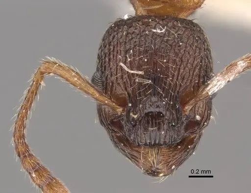 Myrmica displicentia specimen CASENT0917669 image casent0917669_3