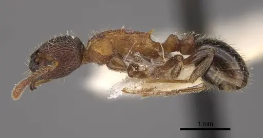 Myrmica displicentia specimen CASENT0917669 image casent0917669_4