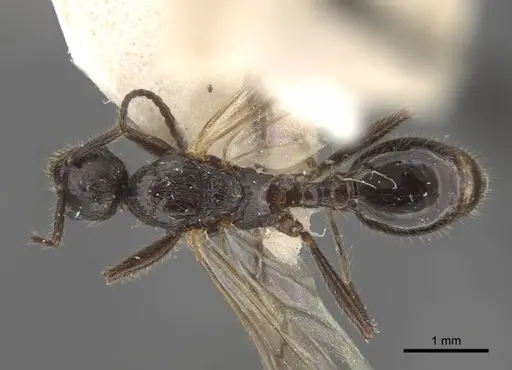 Myrmica displicentia specimen CASENT0917670 image casent0917670_1