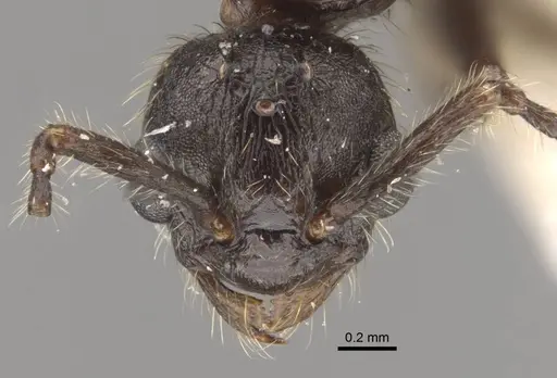 Myrmica displicentia specimen CASENT0917670 image casent0917670_2