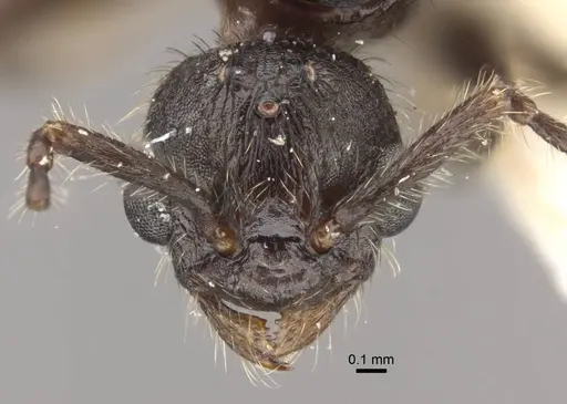 Myrmica displicentia specimen CASENT0917670 image casent0917670_3