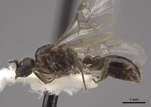 Myrmica displicentia specimen CASENT0917670 image casent0917670_4