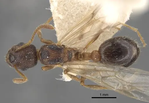 Myrmica displicentia specimen CASENT0917671 image casent0917671_1