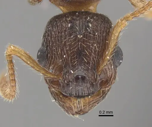 Myrmica displicentia specimen CASENT0917671 image casent0917671_2