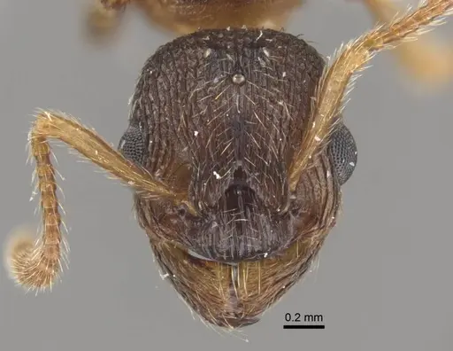 Myrmica displicentia specimen CASENT0917671 image casent0917671_3