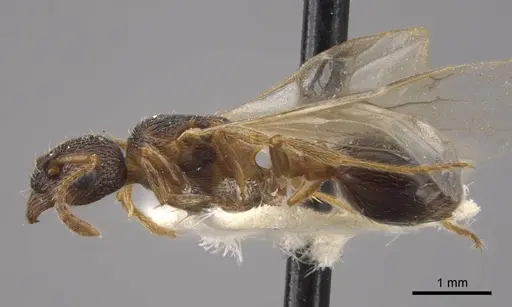 Myrmica displicentia specimen CASENT0917671 image casent0917671_4