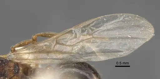 Myrmica displicentia specimen CASENT0917671 image casent0917671_5