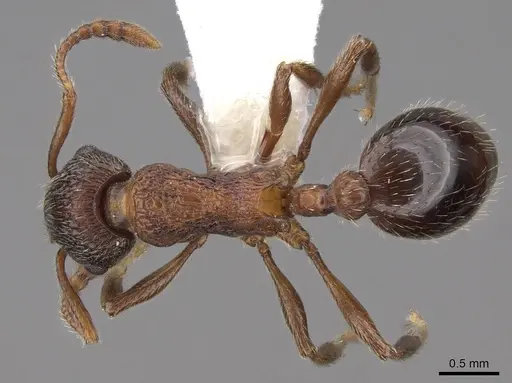 Myrmica displicentia specimen CASENT0922773 image casent0922773_1