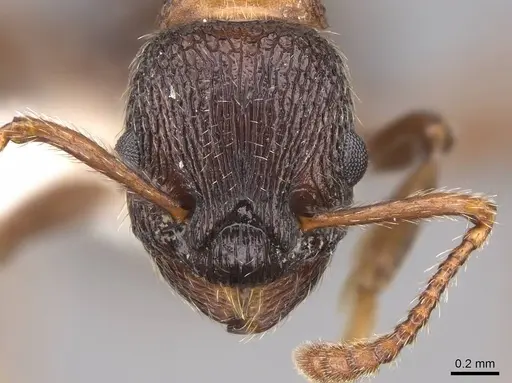 Myrmica displicentia specimen CASENT0922773 image casent0922773_2