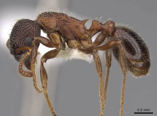 Myrmica displicentia specimen CASENT0922773 image casent0922773_3