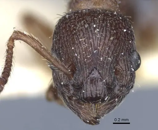Myrmica divergens specimen CASENT0916879 image casent0916879_2