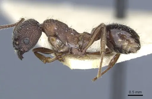 Myrmica divergens specimen CASENT0916879 image casent0916879_3