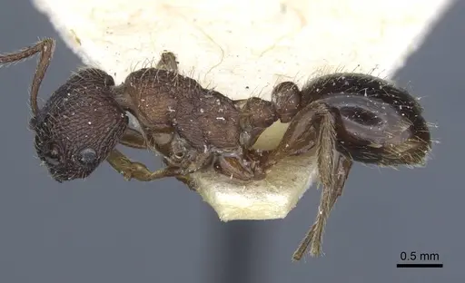 Myrmica divergens specimen CASENT0916879 image casent0916879_4