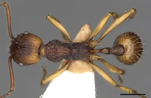 Myrmica draco specimen CASENT0900290 image casent0900290_1