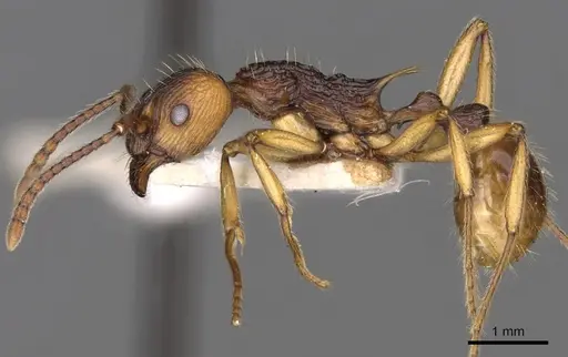 Myrmica draco specimen CASENT0900290 image casent0900290_3