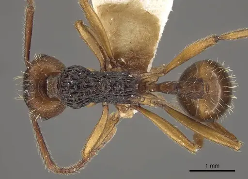 Myrmica draco specimen CASENT0917732 image casent0917732_1