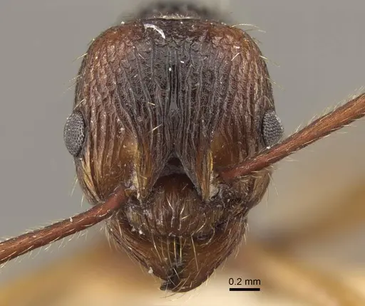 Myrmica draco specimen CASENT0917732 image casent0917732_2