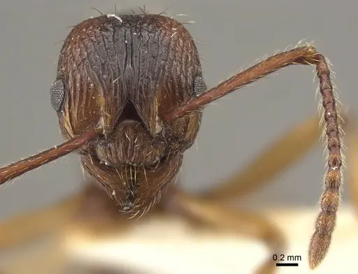 Myrmica draco specimen CASENT0917732 image casent0917732_3