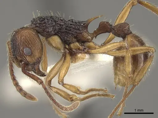 Myrmica draco specimen CASENT0917732 image casent0917732_4