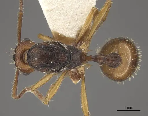 Myrmica draco specimen CASENT0917733 image casent0917733_1