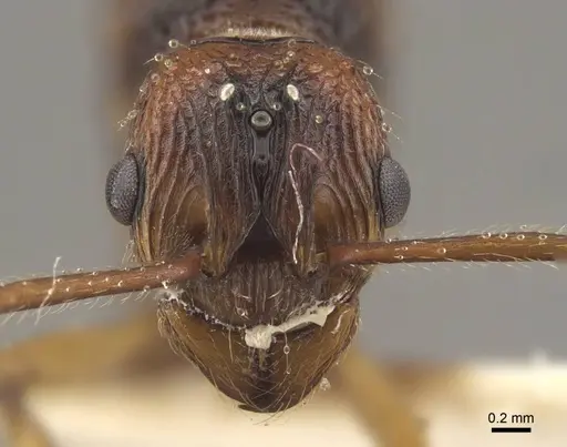 Myrmica draco specimen CASENT0917733 image casent0917733_2