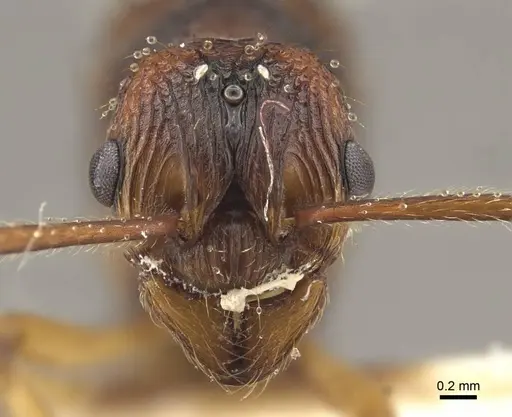 Myrmica draco specimen CASENT0917733 image casent0917733_3